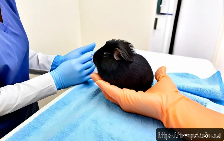 기니피그 암수 구분법 - Photorealistic veterinary consultation in a bright French small-animal clinic, a calm veterinarian w...